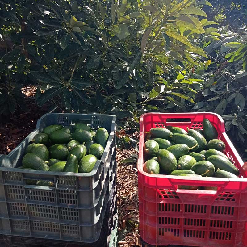 Cajas con aguacates