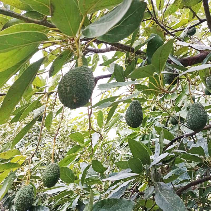 Árbol de aguacates