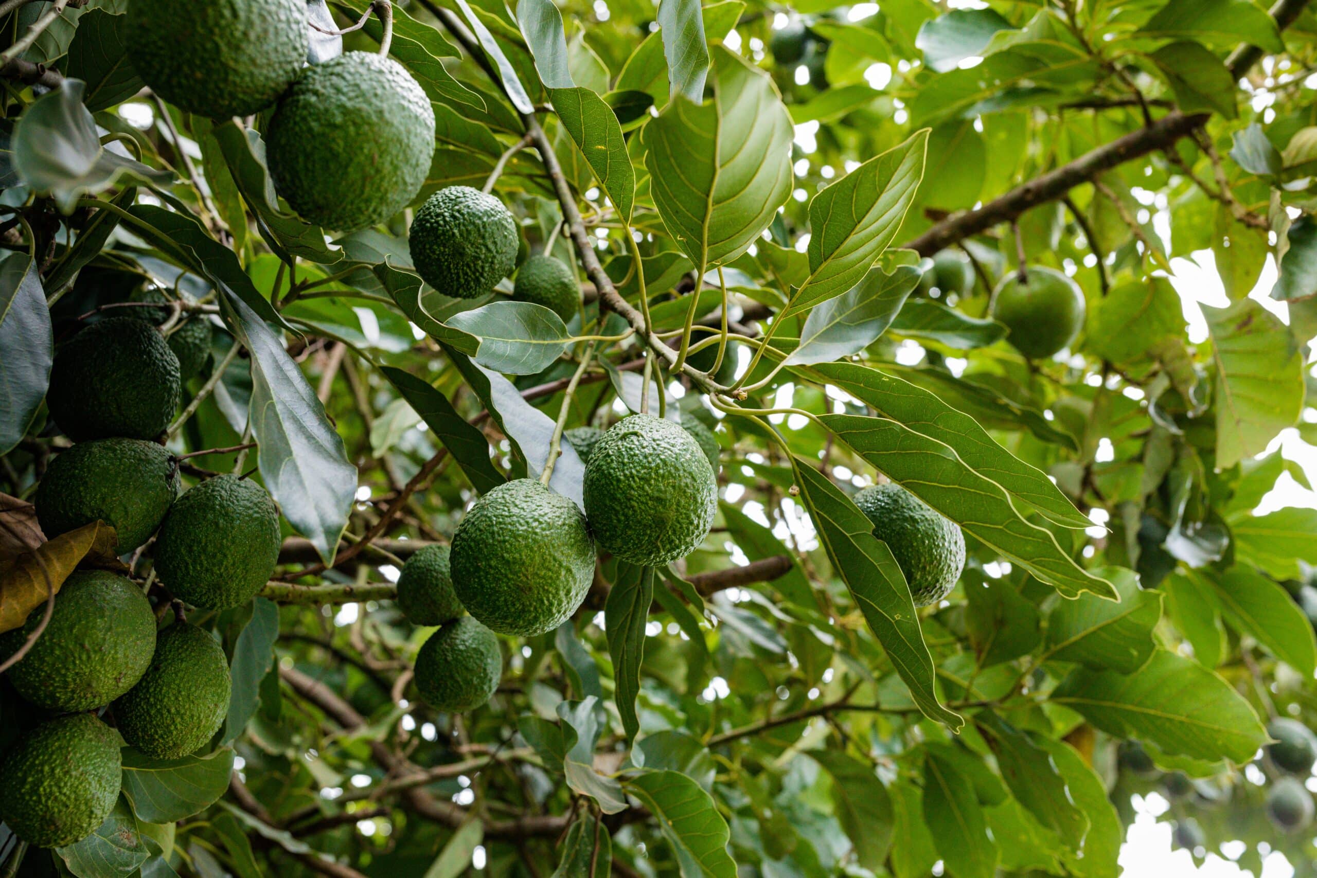 Cabecera aguacates