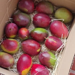 Caja de Mangos sensation