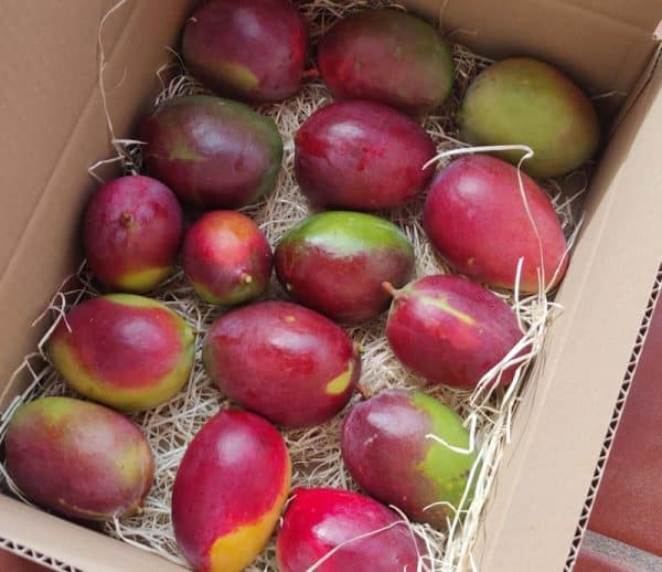Caja de Mangos sensation