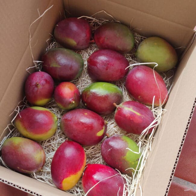 Mango sensation caja 4 kg
