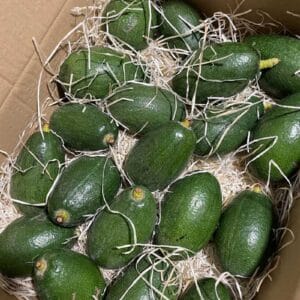 Aguacate Bacon