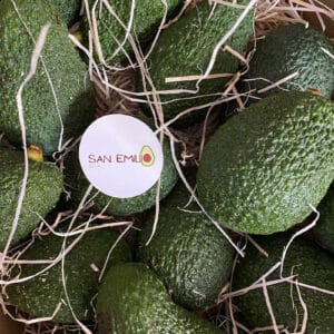 Aguacate Hass