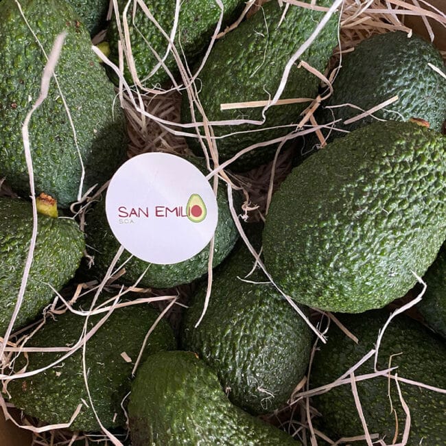 Aguacate Hass