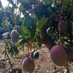 Mango sensation