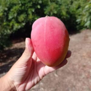 Mango sensation