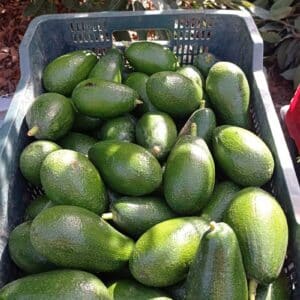 Aguacate Bacon caja de 4 kg - Imagen 4