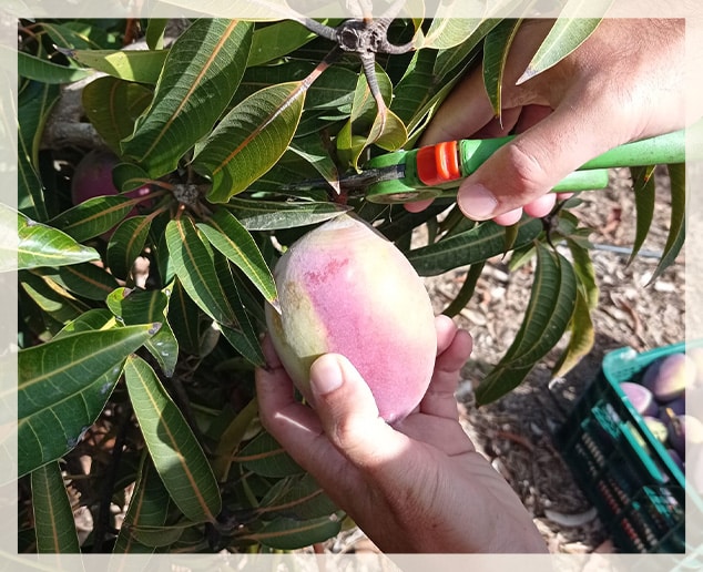 Cogiendo un mango